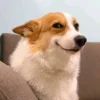 🤩 Эмодзи «Corgi» для Telegram