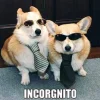 🤩 Эмодзи «Corgi» для Telegram