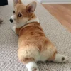 🤩 Эмодзи «Corgi» для Telegram
