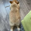 🤩 Эмодзи «Corgi» для Telegram