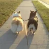 🤩 Эмодзи «Corgi» для Telegram