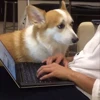 🤩 Эмодзи «Corgi» для Telegram