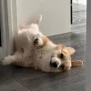 🤩 Эмодзи «Corgi» для Telegram