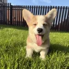 🤩 Эмодзи «Corgi» для Telegram