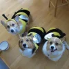 🤩 Эмодзи «Corgi» для Telegram