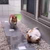 🤩 Эмодзи «Corgi» для Telegram