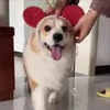 🤩 Эмодзи «Corgi» для Telegram