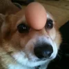 🤩 Эмодзи «Corgi» для Telegram