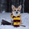 🤩 Эмодзи «Corgi» для Telegram