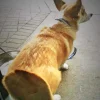 🤩 Эмодзи «Corgi» для Telegram