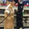 🤩 Эмодзи «Corgi» для Telegram