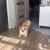 🤩 Эмодзи «Corgi» для Telegram