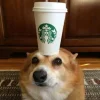 🤩 Эмодзи «Corgi» для Telegram