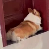 🤩 Эмодзи «Corgi» для Telegram