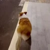 🤩 Эмодзи «Corgi» для Telegram