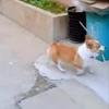 🤩 Эмодзи «Corgi» для Telegram