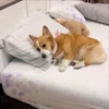 🤩 Эмодзи «Corgi» для Telegram