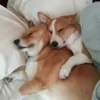 🤩 Эмодзи «Corgi» для Telegram