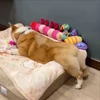 🤩 Эмодзи «Corgi» для Telegram