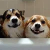 🤩 Эмодзи «Corgi» для Telegram