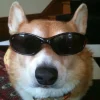 🤩 Эмодзи «Corgi» для Telegram