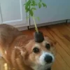 🤩 Эмодзи «Corgi» для Telegram