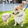 🤩 Эмодзи «Corgi» для Telegram