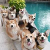 🤩 Эмодзи «Corgi» для Telegram