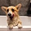 🤩 Эмодзи «Corgi» для Telegram