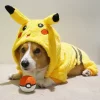 🤩 Эмодзи «Corgi» для Telegram