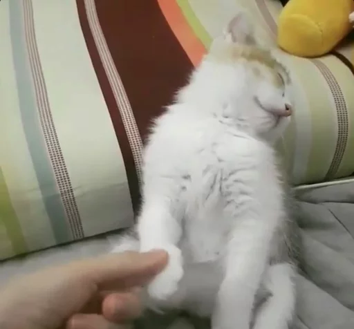 😴 Стикер «Местные кошки» для Telegram