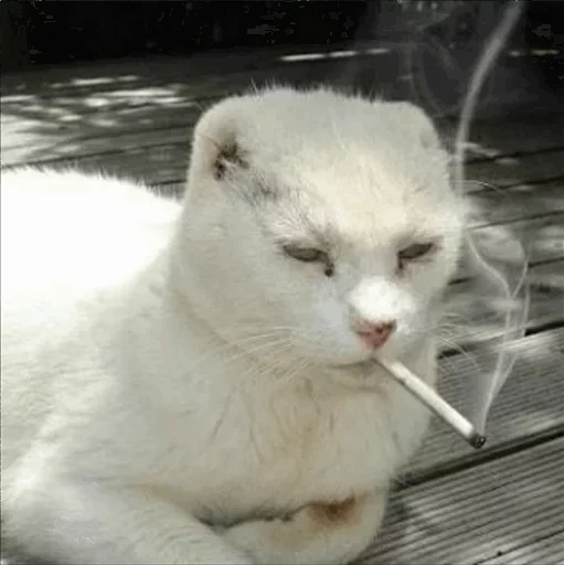 🚬 Стикер «Местные кошки» для Telegram