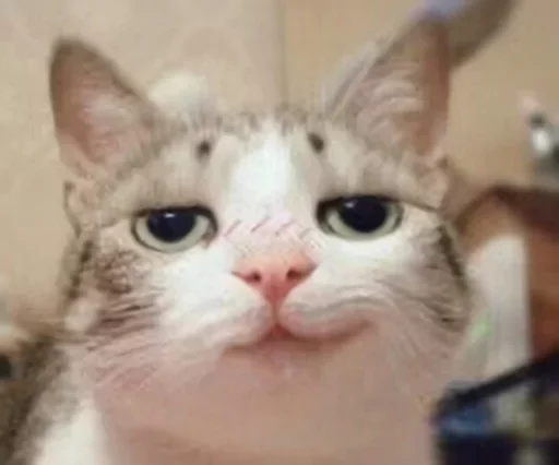 😼 Стикер «Местные кошки» для Telegram