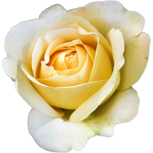 🌹 Стикер «Милые цветы» для Telegram