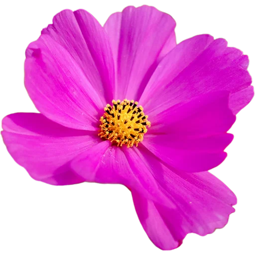 🌺 Стикер «Милые цветы» для Telegram