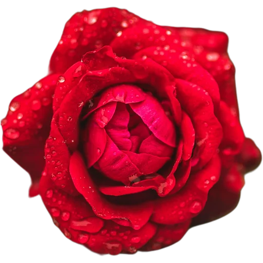 🌹 Стикер «Милые цветы» для Telegram