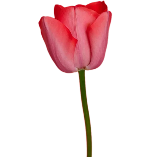 🌷 Стикер «Милые цветы» для Telegram