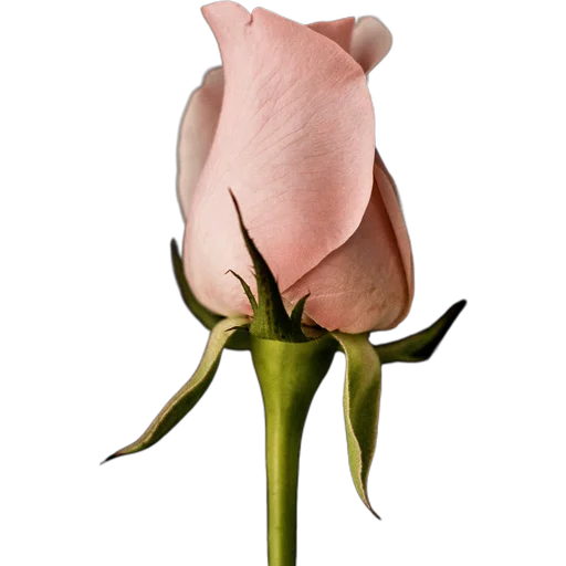 🌹 Стикер «Милые цветы» для Telegram