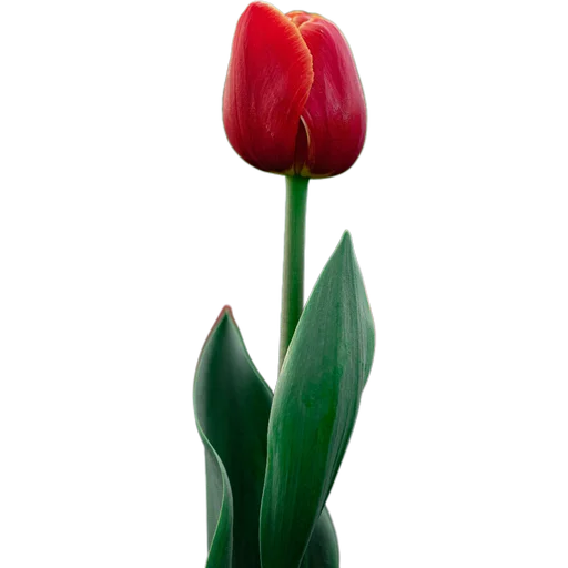 🌷 Стикер «Милые цветы» для Telegram