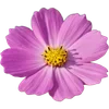 Стикер 58 Милые Цветочки