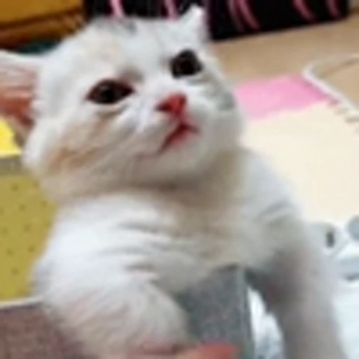 💪 Эмодзи «Cute Cats part 2Милые котики часть 2» для Telegram