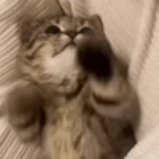 ❤️ Эмодзи «Cute Cats part 2Милые котики часть 2» для Telegram