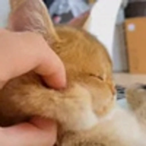 ☺️ Эмодзи «Cute Cats part 2Милые котики часть 2» для Telegram
