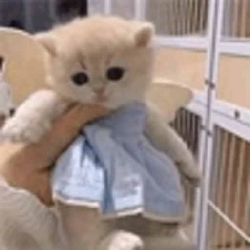 😇 Эмодзи «Cute Cats part 2Милые котики часть 2» для Telegram