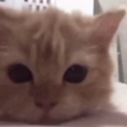 ☺️ Эмодзи «Cute Cats part 2Милые котики часть 2» для Telegram