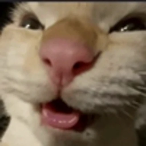 😃 Эмодзи «Cute Cats part 2Милые котики часть 2» для Telegram
