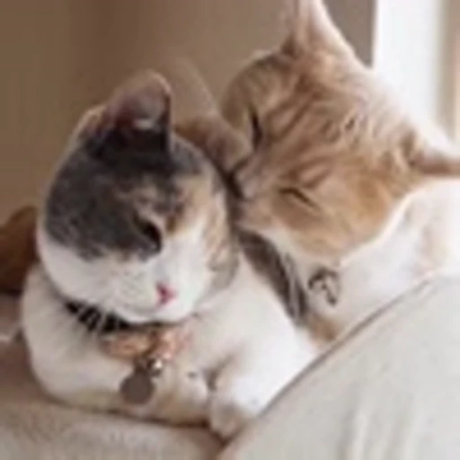 ☺️ Эмодзи «Cute Cats part 2Милые котики часть 2» для Telegram