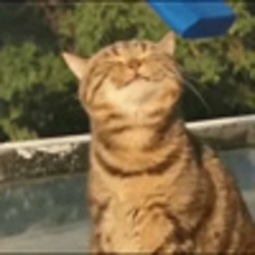 😉 Эмодзи «Cute Cats part 2Милые котики часть 2» для Telegram