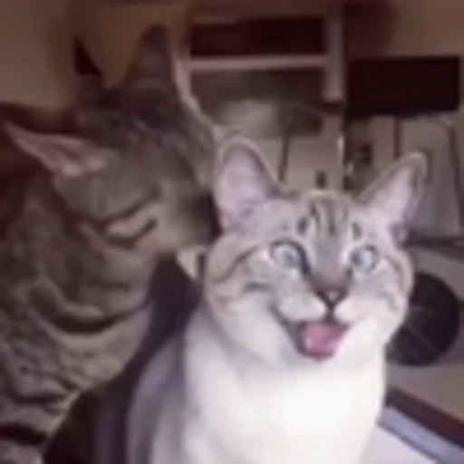 🤯 Эмодзи «Cute Cats part 2Милые котики часть 2» для Telegram