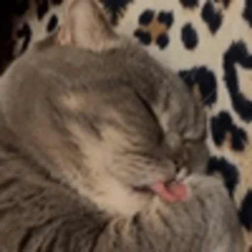 🥰 Эмодзи «Cute Cats part 2Милые котики часть 2» для Telegram